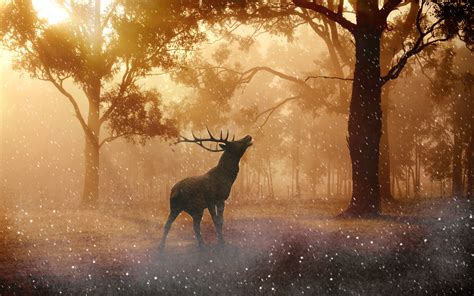 Fallow deer Autumn 4K Wallpapers | HD Wallpapers | ID #21220