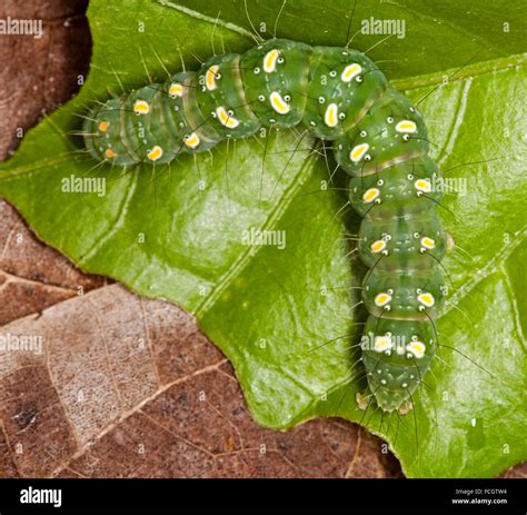 Colourful green caterpillar with pale yellow spots, larva of transverse moth, Xanthodes ...