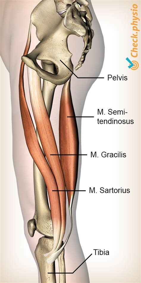 Pes anserinus syndrome | Physio Check