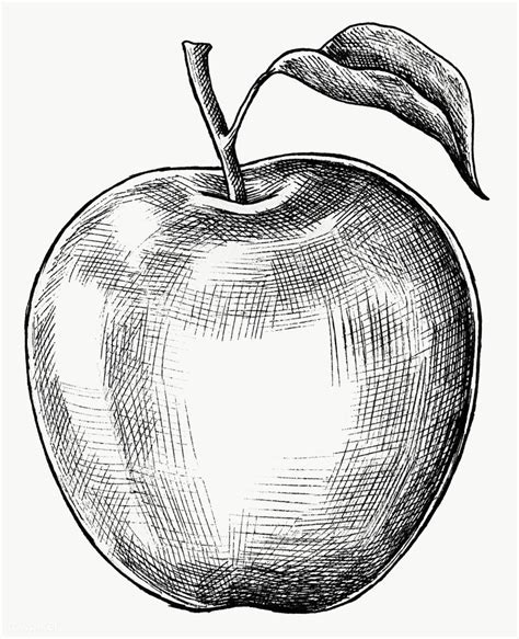 Hand drawn fresh apple fruit transparent png | free image by rawpixel ...