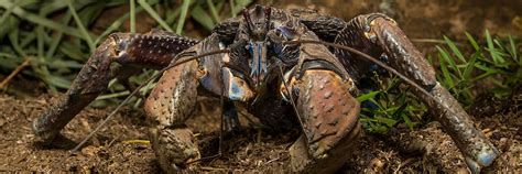 Coconut crab | San Diego Zoo Wildlife Explorers