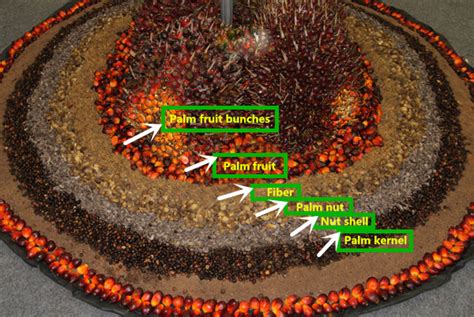 What are the uses of palm kernel cakes?__Vegetable oil processing ...