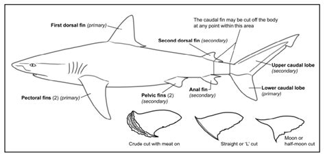 Shark Diagram