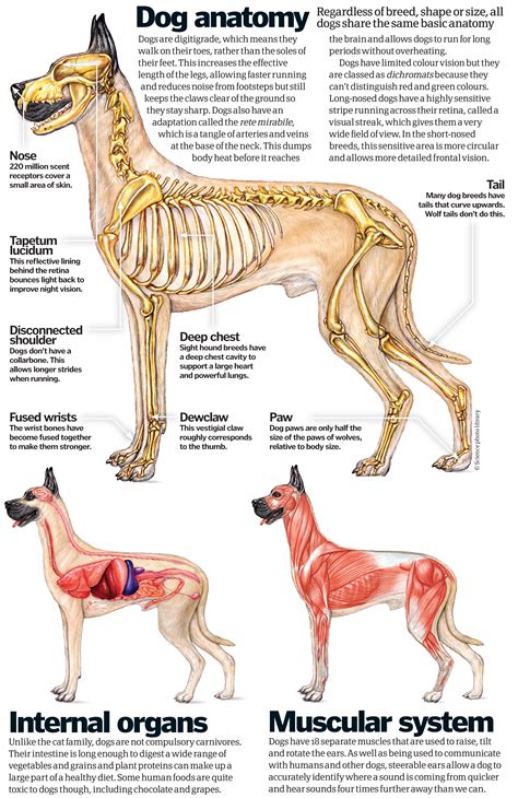 Dog science: Why do dogs have such a good sense of smell? And other ...