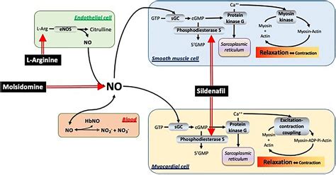 Nitric Oxide Cgmp Pathway – NBKomputer