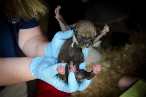 White Wolf : Red wolf pups born will give the public a glimpse of one ...