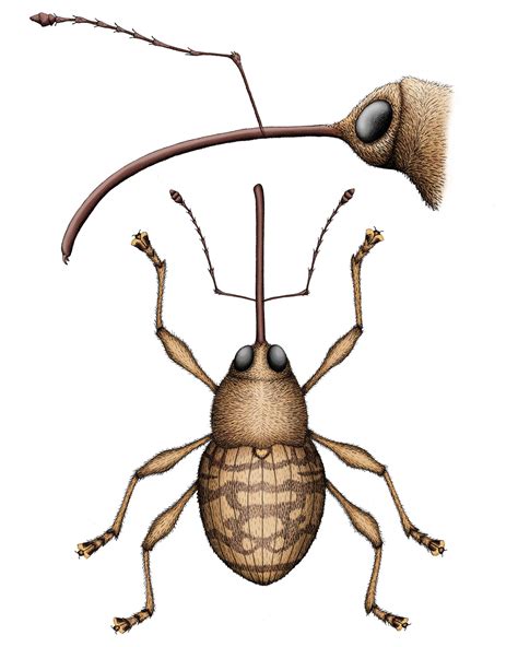 Female Acorn Weevil on Behance