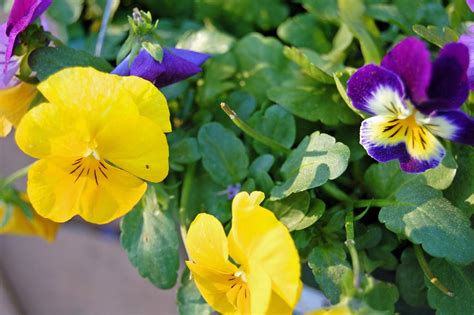 My Painted Garden: Winter Pansies