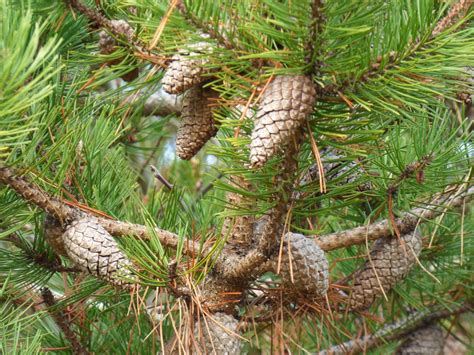 Trees: Two Needle Pines