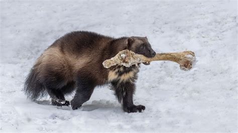 Wolverines Listed as 'Threatened' Under Endangered Species Act | Outdoor Life