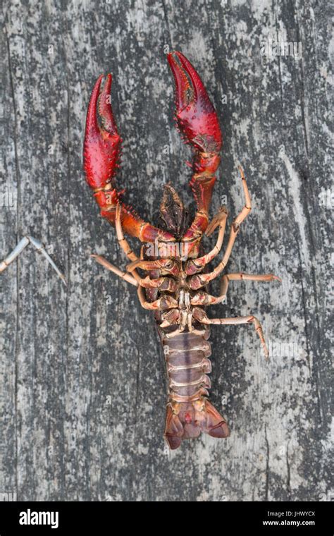 Show Me A Picture Of A Crawdad - PictureMeta