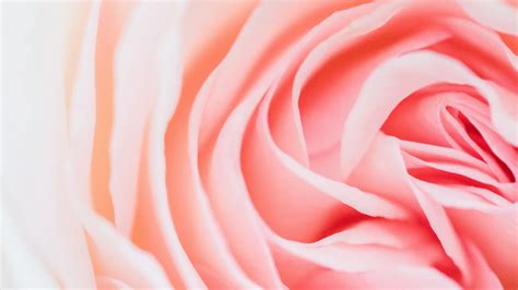 rose, pink, flower, petals, closeup, 4k HD Wallpaper