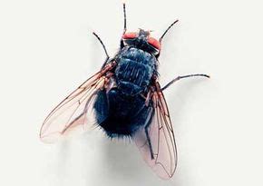 Housefly Anatomy: Wings, Legs and Abdomen | HowStuffWorks