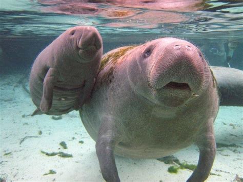 Crystal River Manatees | Swim With Manatees | Manatee Tours