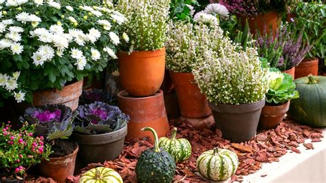 27 Plants for Gorgeous Fall Containers