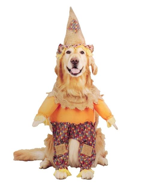 Lil' Scarecrow Pet Costume | Pet costumes, Small dog costumes, Dog costumes halloween small