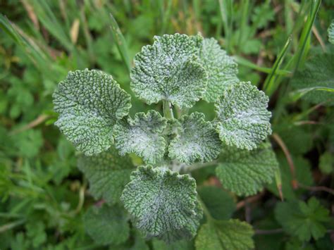 Horehound Facts and Health Benefits