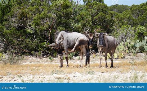 Wildebeest Herd in the Wild Stock Photo - Image of herd, animal: 122979192