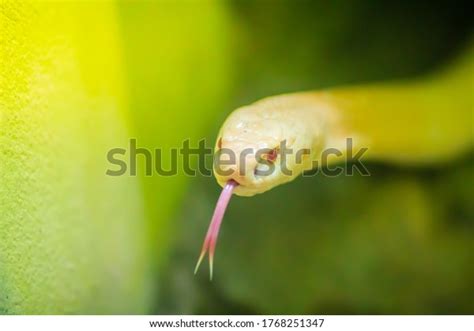 Amazing Albino Cobra Snake Wild Monocled Stock Photo 1768251347 | Shutterstock