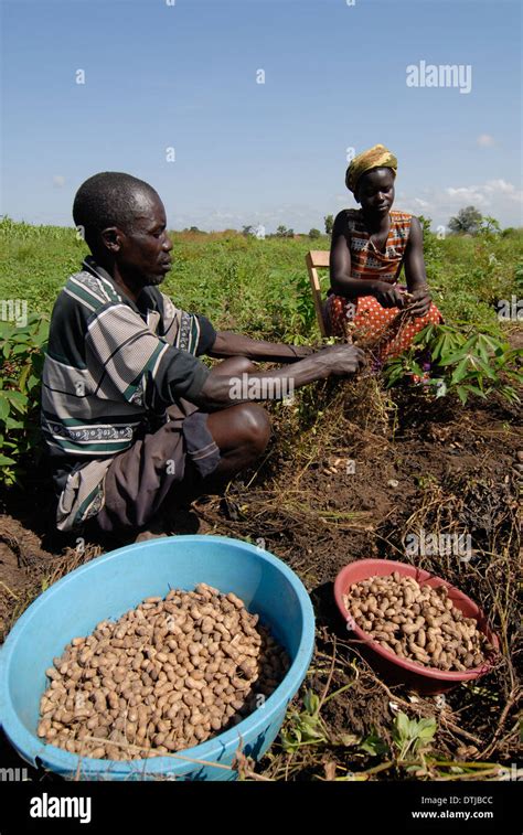 Groundnut farm hi-res stock photography and images - Alamy