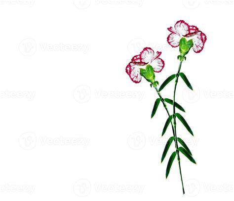 Bouquet of flowers carnation. 9863474 Stock Photo at Vecteezy