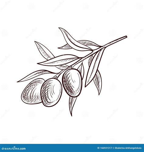 Vector Drawing Olive Branch Stock Vector - Illustration of italian, gourmet: 166931317