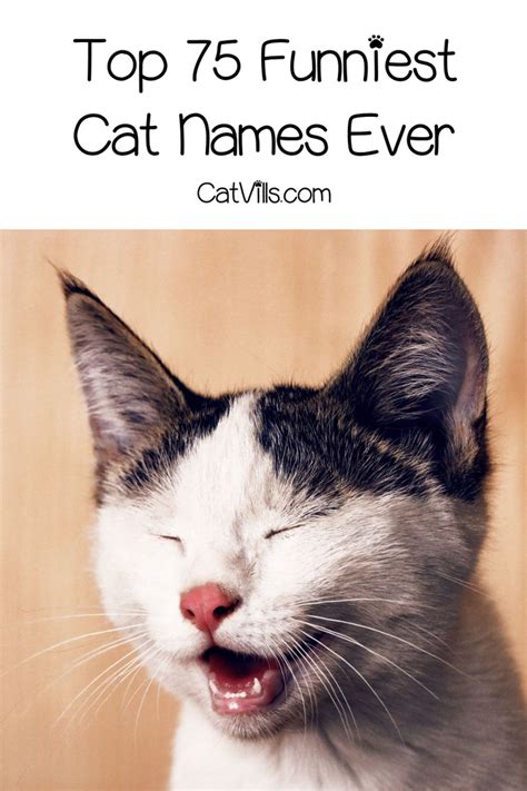 90 Funniest Cat Names That Will Brighten Your Day | Funny cat names, Cute cat names, Cat names