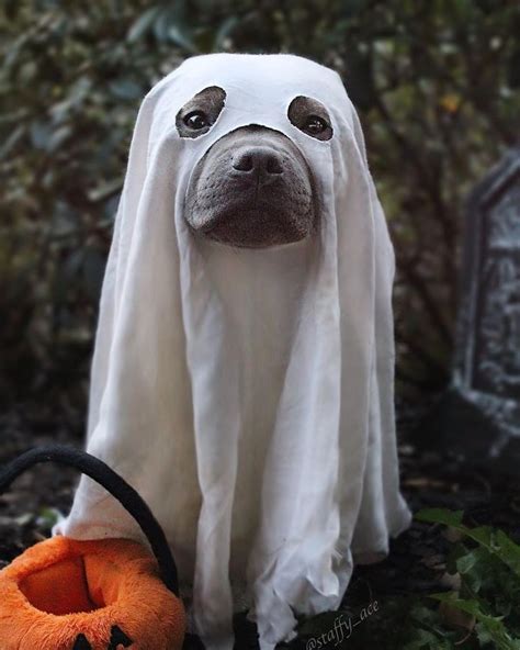 13 Spooky Fun Halloween Costume Ideas For Your Dog - thatdogmomma ...