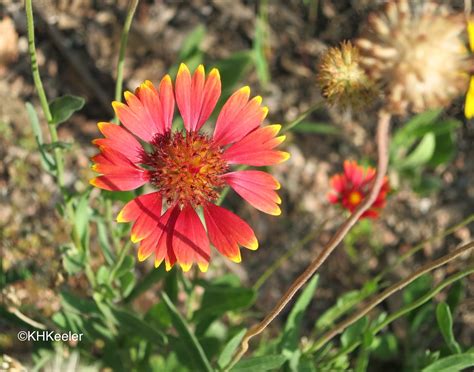 A Wandering Botanist: Plant Story--Beautiful Blanket Flower, Gaillardia