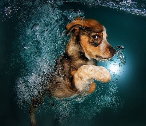 GRAPHER TEACHES DOGS TO SWIM, ANIMAL, DOG, SWIMMING, HD wallpaper | Peakpx