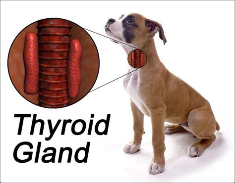 Hypothyroidism in Dogs