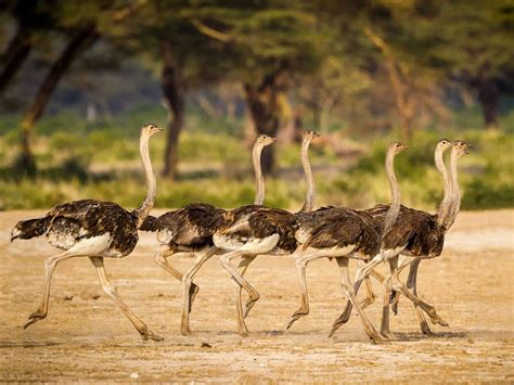 Are Ostriches Dangerous? (Reasons They Attack + How To… | Birdfact