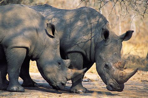 Rhinoceros | The Biggest Animals Kingdom