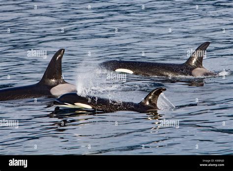 Orca Pod Stock Photos & Orca Pod Stock Images - Alamy