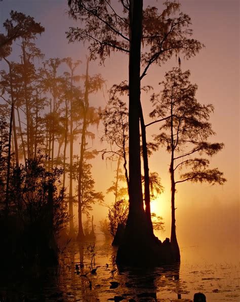 Free photo: Okefenokee Swamp - Flow, Nature, River - Free Download - Jooinn