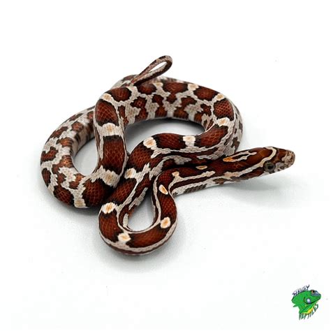 Tessera Snow Corn Snake – baby – Strictly Reptiles Inc.