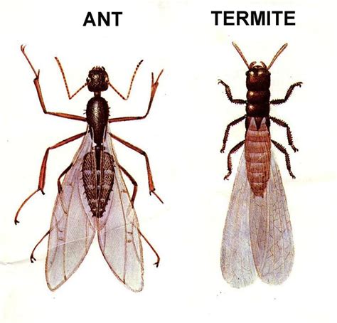 Have Flying Ants in Your Home? How to Identify and Get Rid of Them Quickly | Flying ants ...