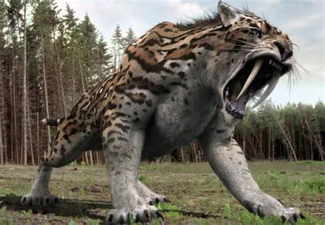 Saber Tooth Tiger Facts For Kids - Diet Habitat Adaptations & More