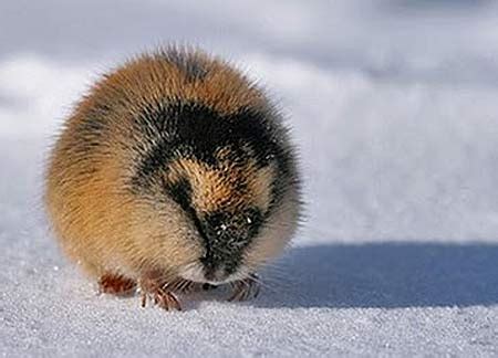 Lemmings - Little Snow Rodents | Animal Pictures and Facts | FactZoo.com