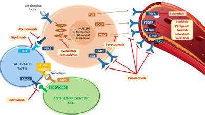 Frontiers | Metastatic Renal Cell Carcinoma Management: From Molecular Mechanism to Clinical ...