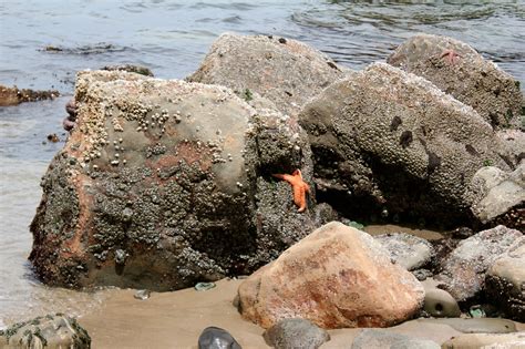 Oregon Coast Tide Pools • Motherhood and More