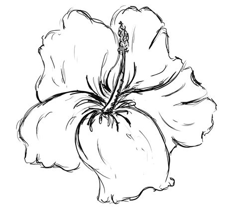 Hibiscus Flower | Flower drawing design, Flower drawing, Hawaiian ...