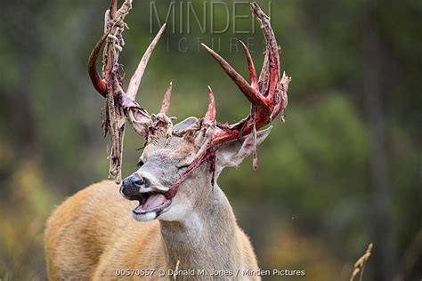 White-tailed Deer stock photo - Minden Pictures