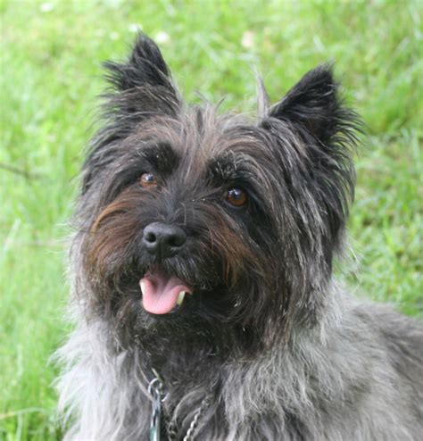 Cairn Terrier - Dog Breed Standards