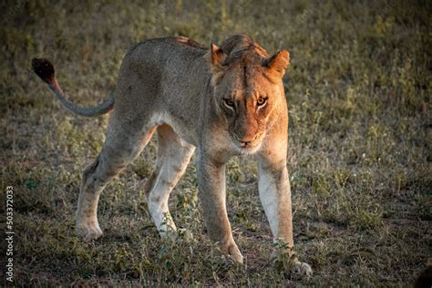 wild lion cub Stock Photo | Adobe Stock