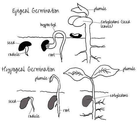 Epigeal and Hypogeal Germination – Edinburgh Garden School