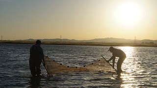 Seining in Round Pond | CDFW Photo by Mandy Culpepper (April… | Flickr