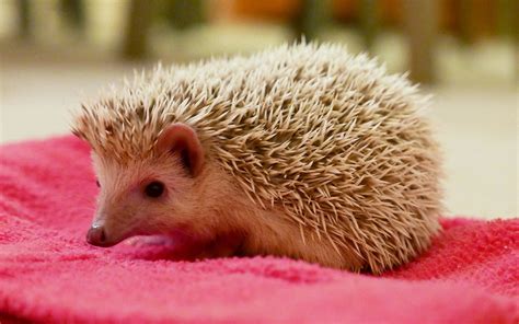 African Pygmy Hedgehog: Profile, Traits, Facts, Pet, Care - Mammal Age