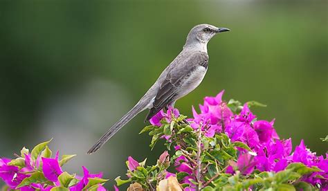 What Is The Florida State Bird? - WorldAtlas.com