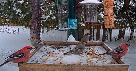 Ontario FeederWatch Cam | Cornell Lab Bird Cams Cornell Lab Bird Cams